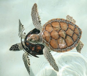 Nuoto tartarughe