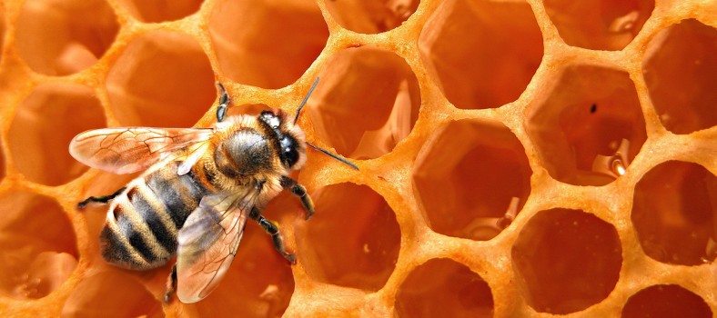 Honey-Bees-